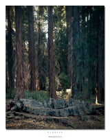 Image of the Centennial Stump at dawn, surrounded by secondary growth trees.