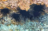 Stop & Watch the Flying Fish