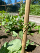 Peas in a Pod