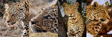 Pardos: The Leopard Series