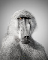 Elder Baboon Portrait