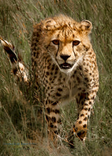Catcher in the Rye Cheetah Collection
