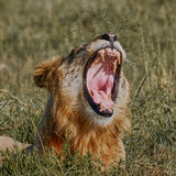 Wildlife & Nature