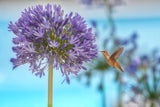 Trice: Hummingbird & Agapanthus