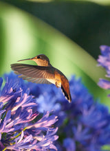 Hummingbirds