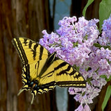 Saturdays in the Garden: Western Tiger Swallowtail