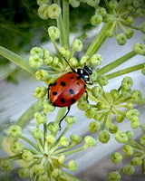 Ladybugs Love The Fennel