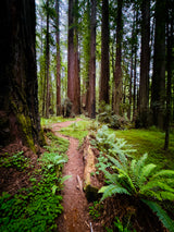 Scouting the Redwoods: Day 1