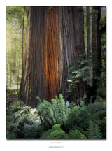 Scouting the Redwoods: Day 3