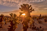 Cholla Glow