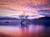 Middle Earth: The Wanaka Tree At Sunset