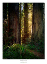 Novaculata: Back to the Redwoods