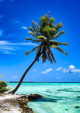 Palm tree, South Pacific, Bora Bora