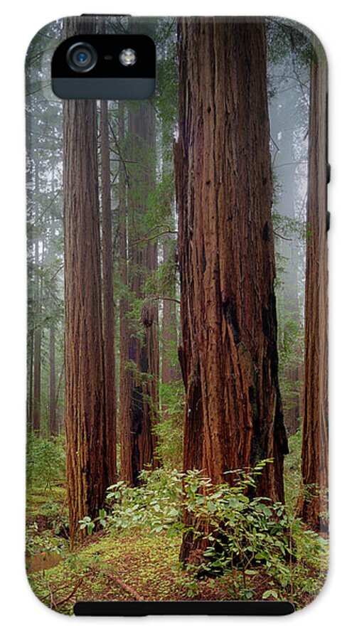 Calcis Lucem - Phone Case