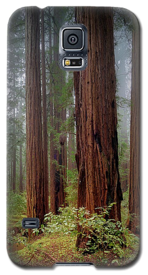 Calcis Lucem - Phone Case