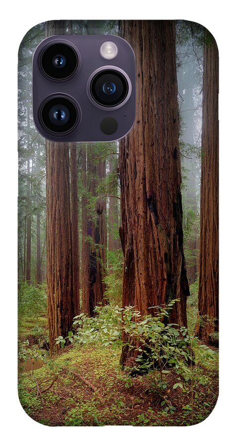 Calcis Lucem - Phone Case