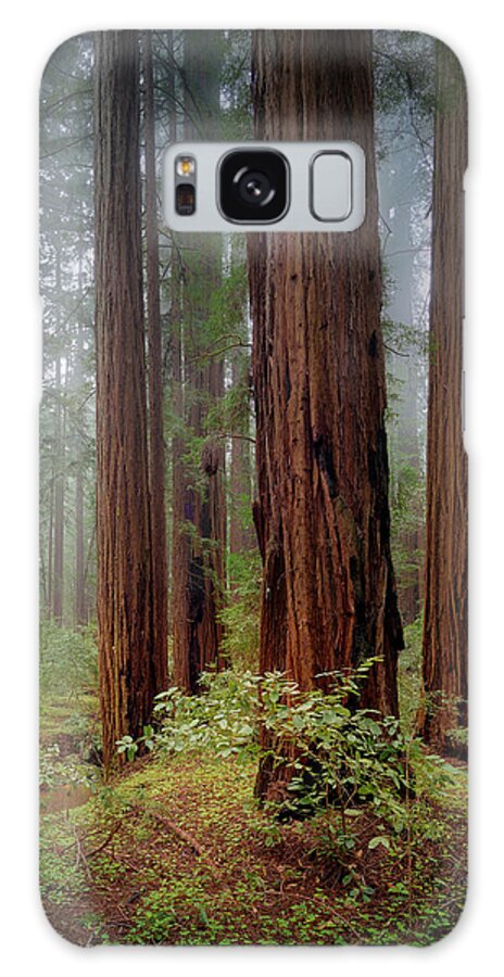 Calcis Lucem - Phone Case