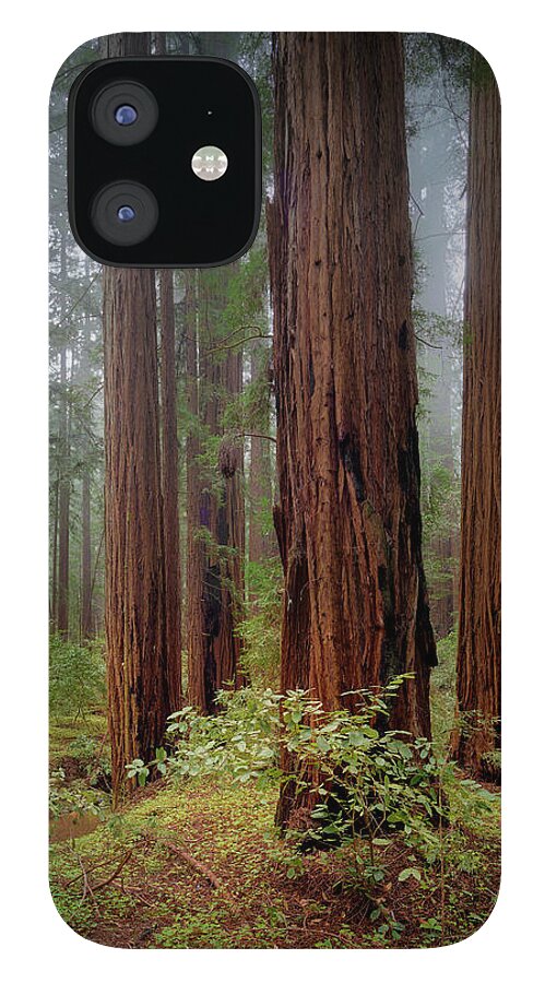Calcis Lucem - Phone Case