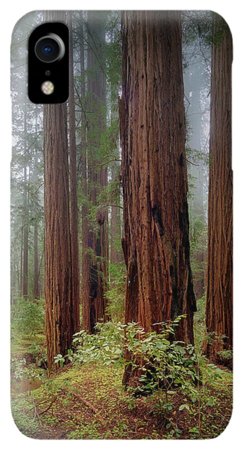 Calcis Lucem - Phone Case