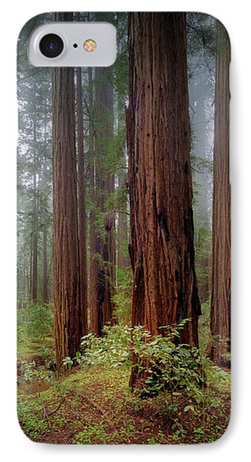 Calcis Lucem - Phone Case