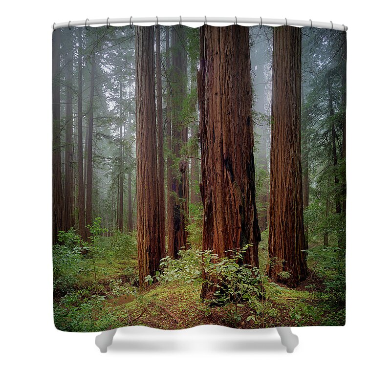 Calcis Lucem - Shower Curtain