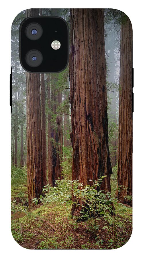 Calcis Lucem - Phone Case
