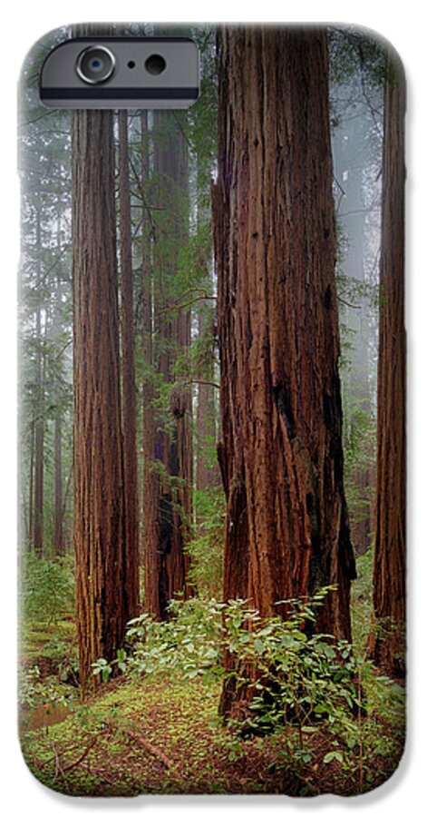 Calcis Lucem - Phone Case