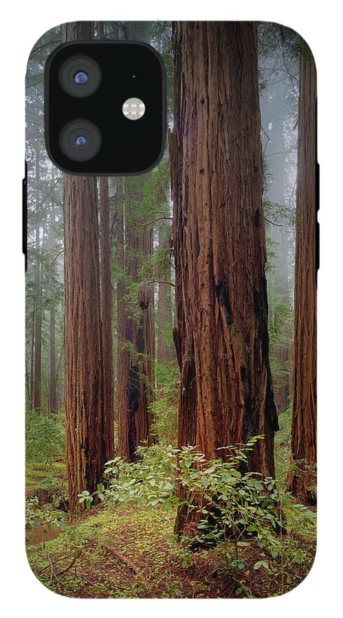 Calcis Lucem - Phone Case