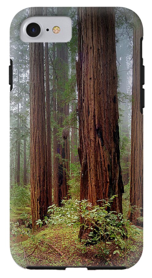 Calcis Lucem - Phone Case
