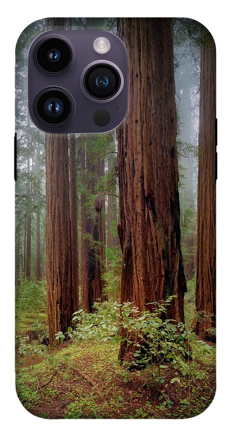 Calcis Lucem - Phone Case