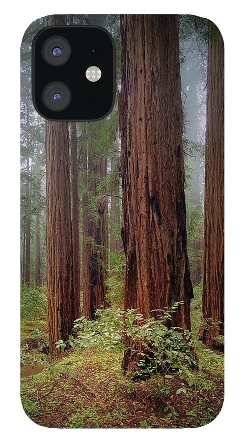 Calcis Lucem - Phone Case