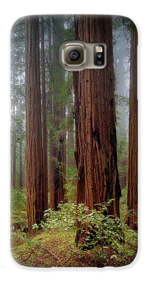 Calcis Lucem - Phone Case