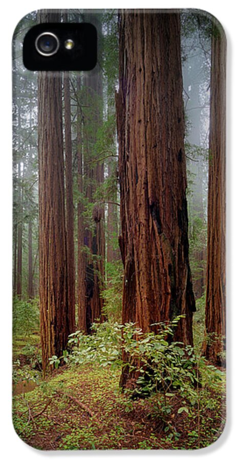 Calcis Lucem - Phone Case