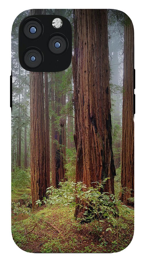 Calcis Lucem - Phone Case