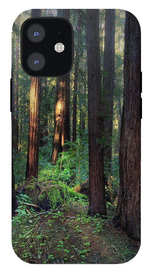 Truncus - Phone Case