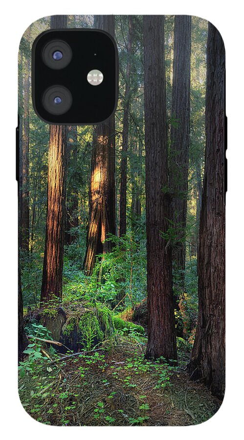 Truncus - Phone Case