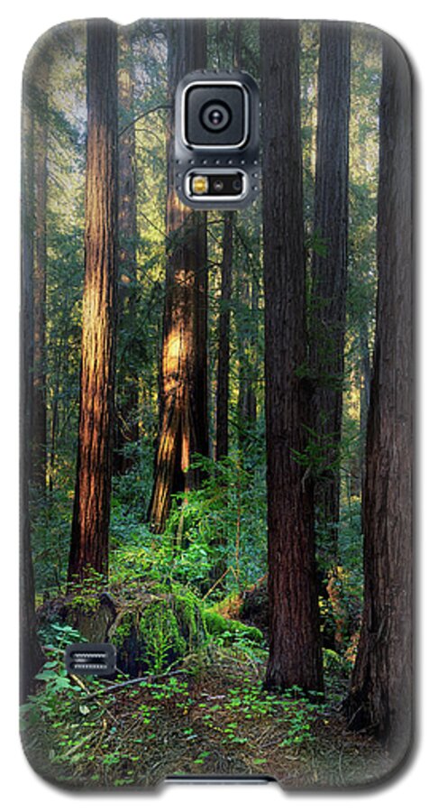 Truncus - Phone Case