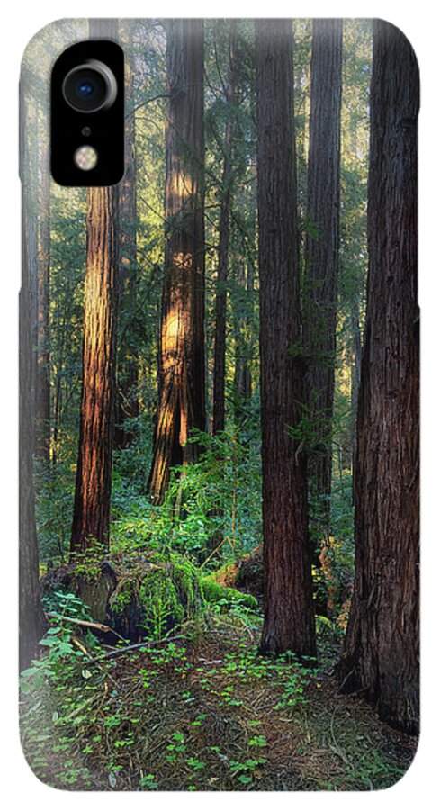 Truncus - Phone Case