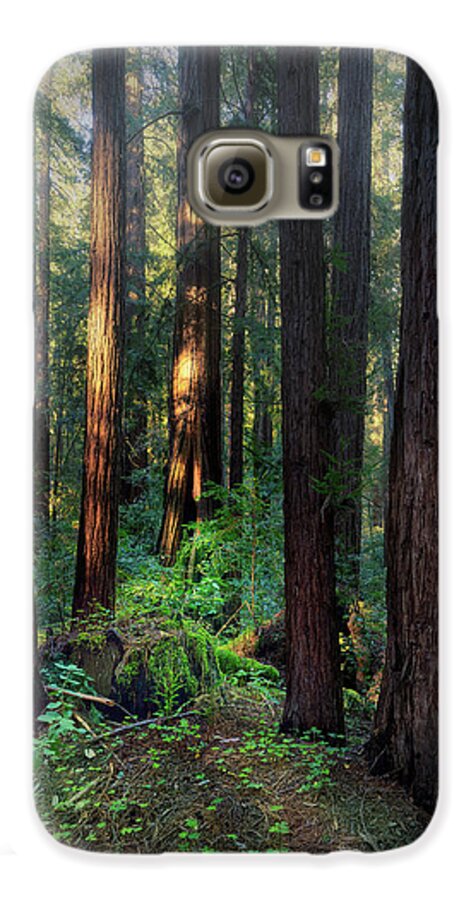 Truncus - Phone Case