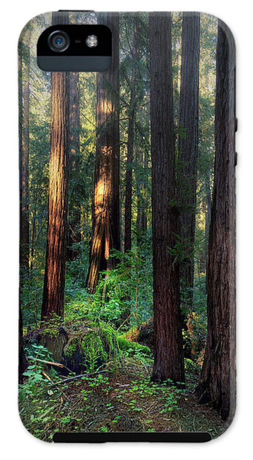 Truncus - Phone Case