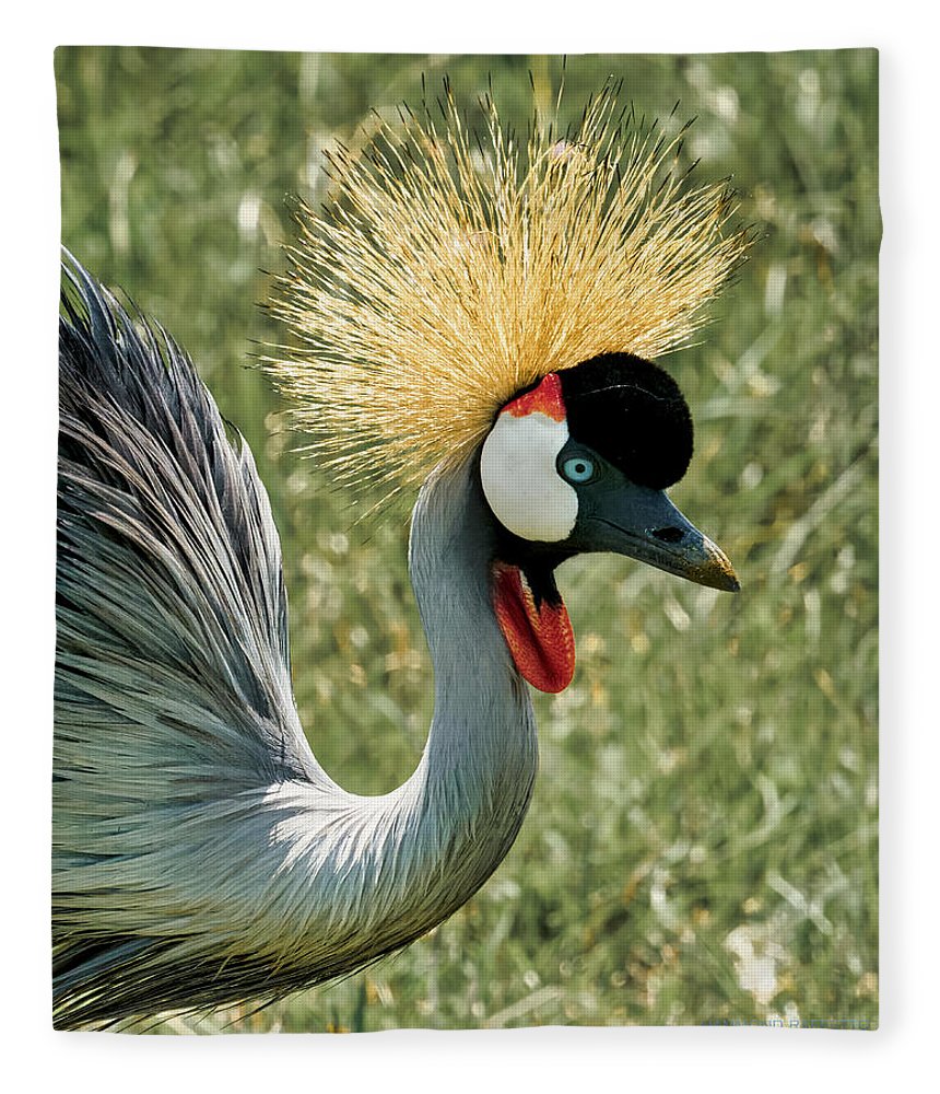 Snake Hunting - Blanket